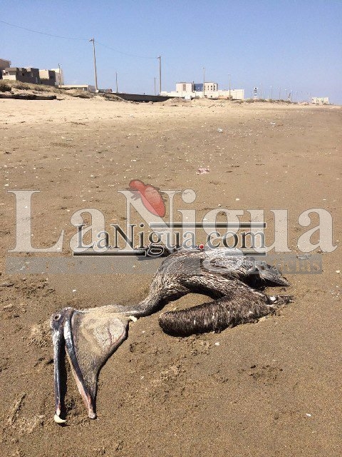 Aparece pelícano muerto en las playas