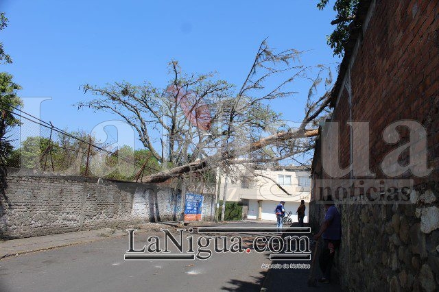 Se cae árbol y tumba poste de CFE