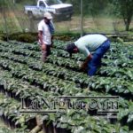 Ayuntamiento apoyó a más de 50 comunidades con toneladas de semillas y fertilizantes. 3 WhatsApp Image 2019 05 06 at 18.32.10