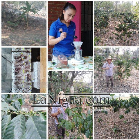 Realizan el recorrido del café en la comunidad Cuauhtémoc