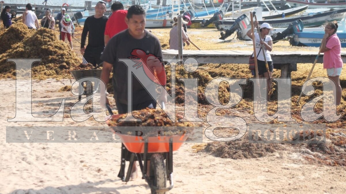 Combate a sargazo en Quintana Roo usará hasta 232 mdp