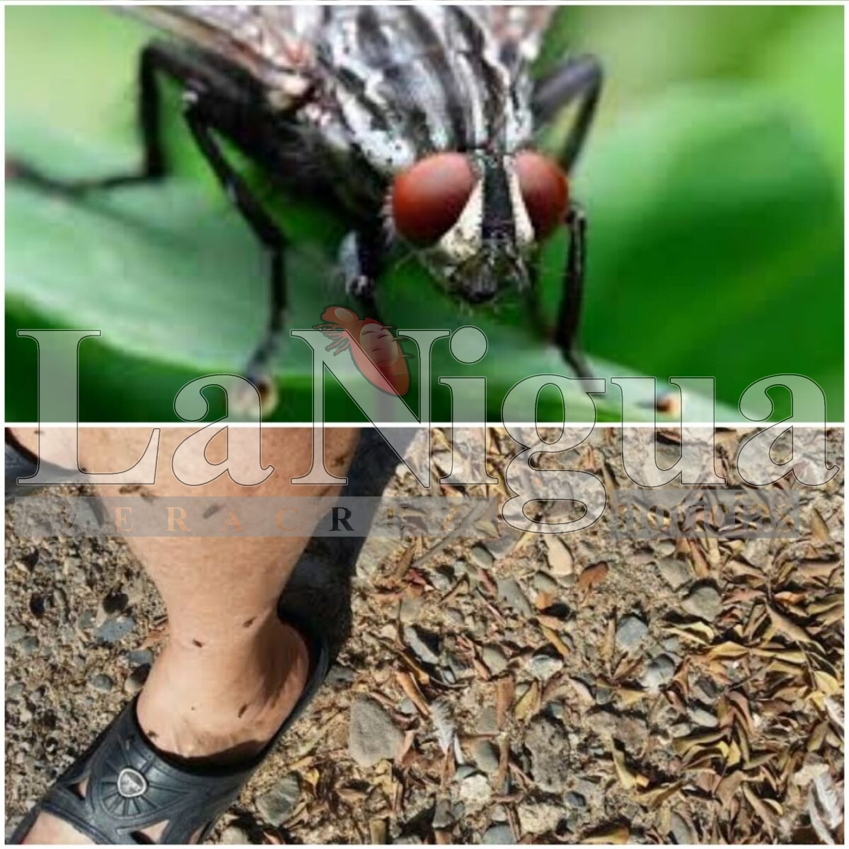 Plaga de moscas en Coscomatepec