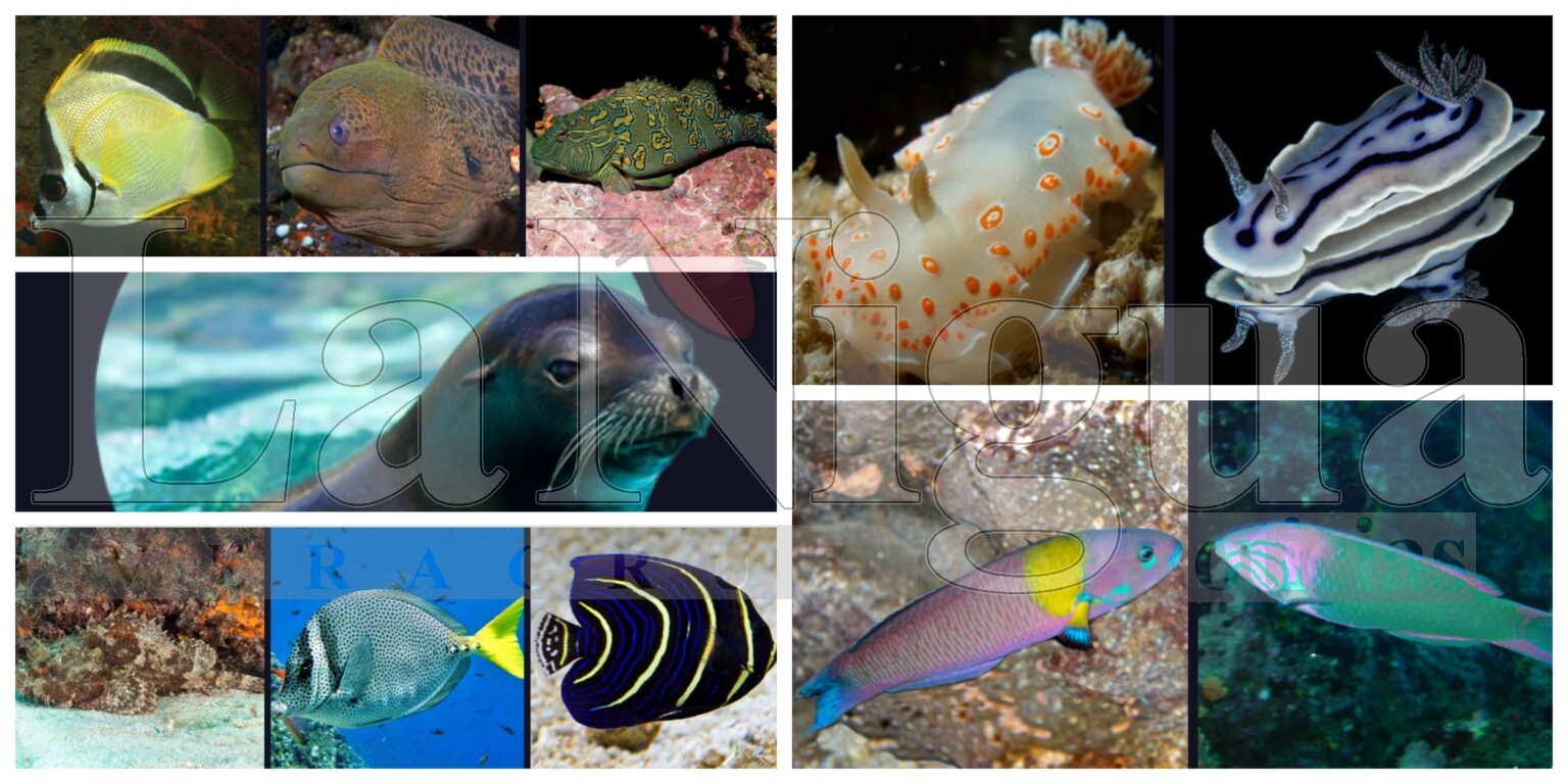 Estas especies habitan en el Mar de Cortés, la zona en donde Grupo México derramó acido sulfúrico