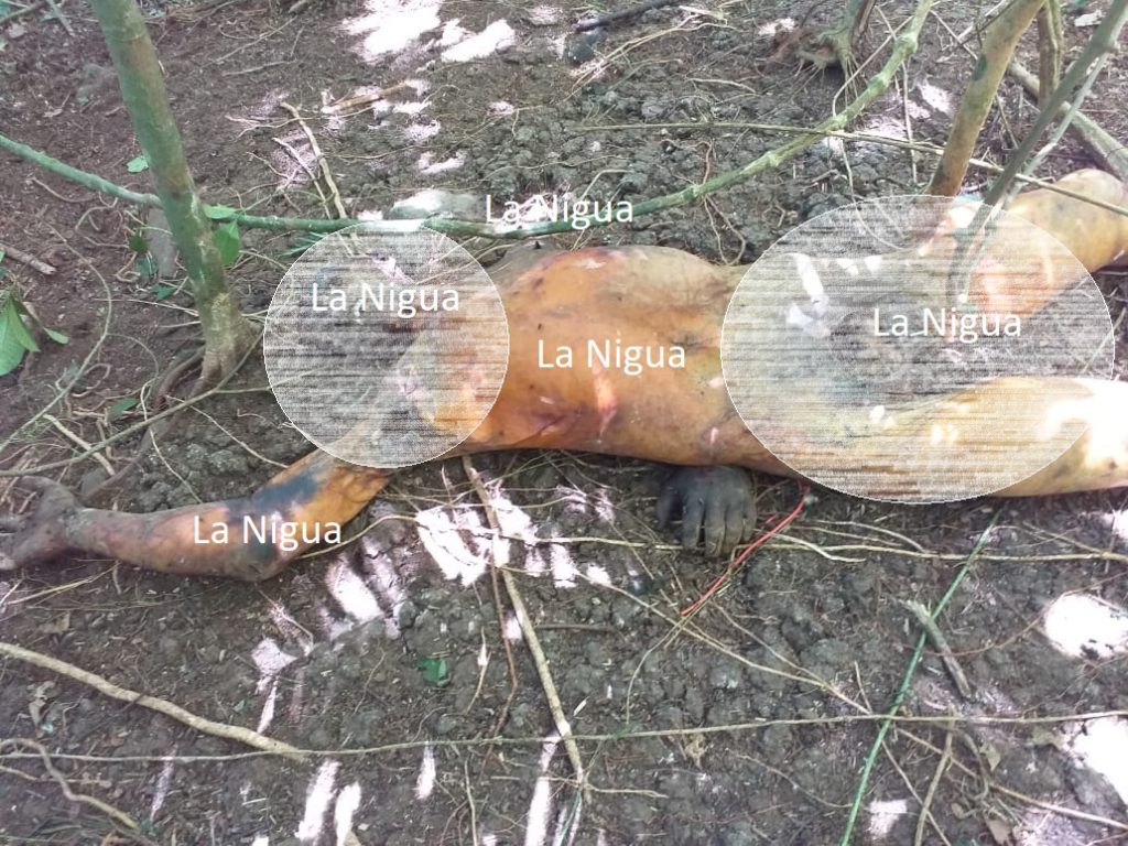 Encuentran personas ejecutadas en Coyutla, Veracruz