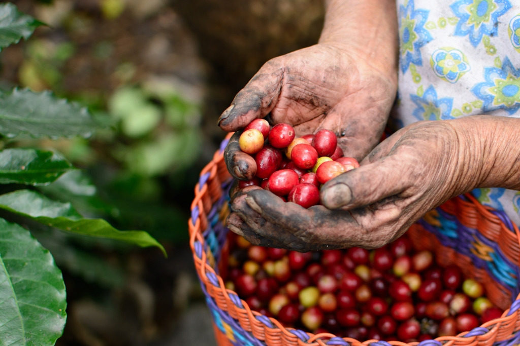 Esperan productores producir un millón 200 mil quintales de café para el Ciclo 219-2020
