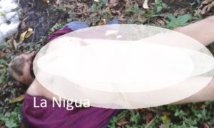 casanova doc