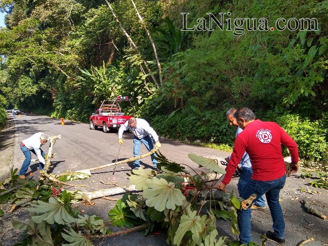 Protección Civil realiza poda de árboles que representaban un peligro en carretera federal Fortín-Orizaba
