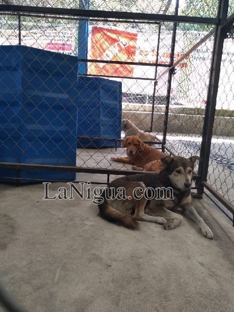 Perros rescatados en centro de Córdoba serán tratados y puestos en adopción