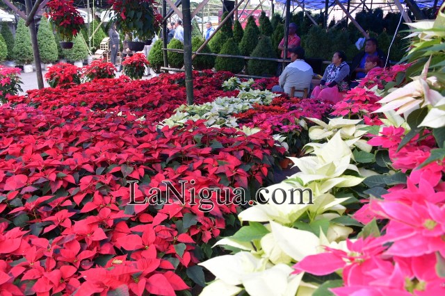 Segunda Expo Navideña en Córdoba reúne a productores y artesanos locales