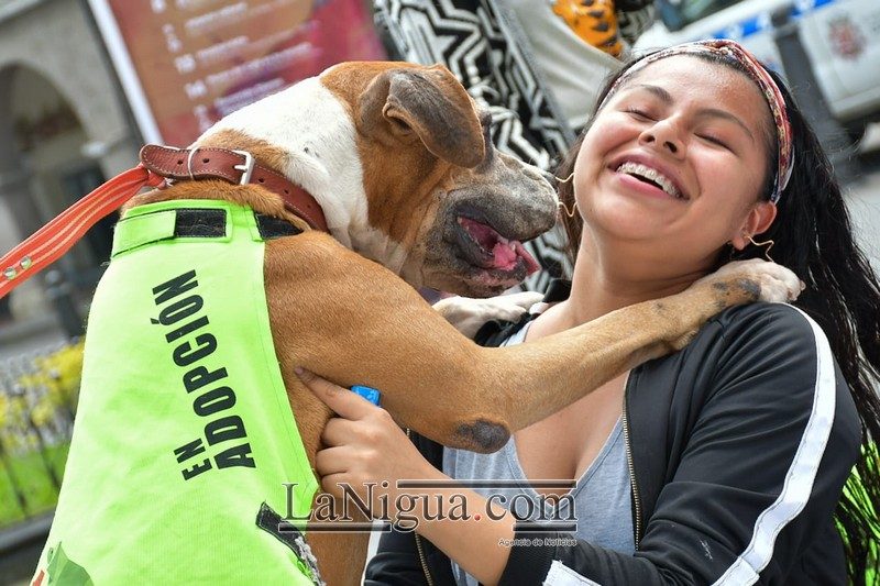 Perritos rescatados por el Centro de Bienestar Animal de Córdoba encuentran nuevo hogar