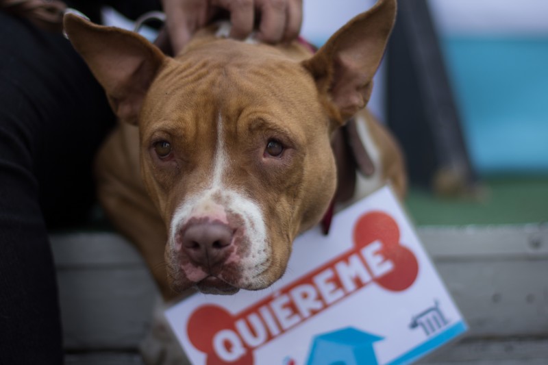 #NoSonJuguetes: muchos perros y gatos que son “regalo” terminan abandonados