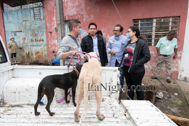 Ayuntamiento de Córdoba rescata animales en condición de maltrato