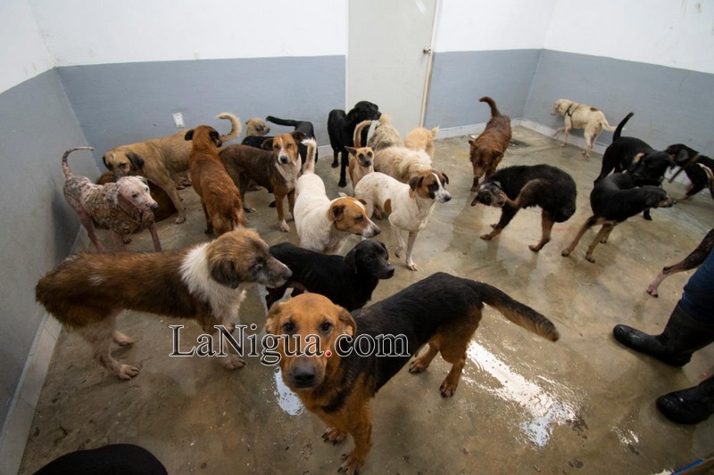 CBA Córdoba atiende médicamente a animales rescatados de albergue