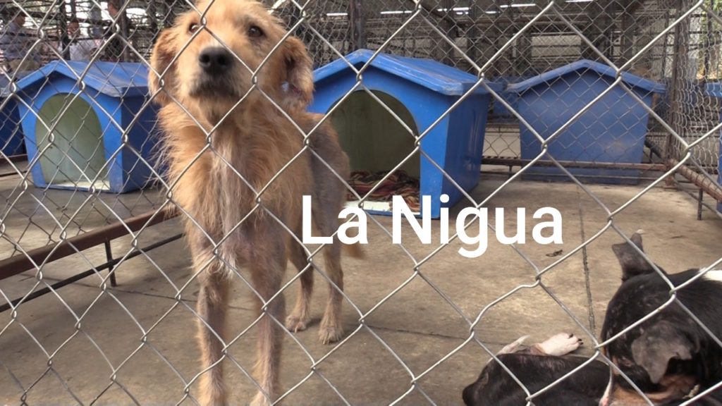 Mejora salud de perros rescatados por unidad de atención animal