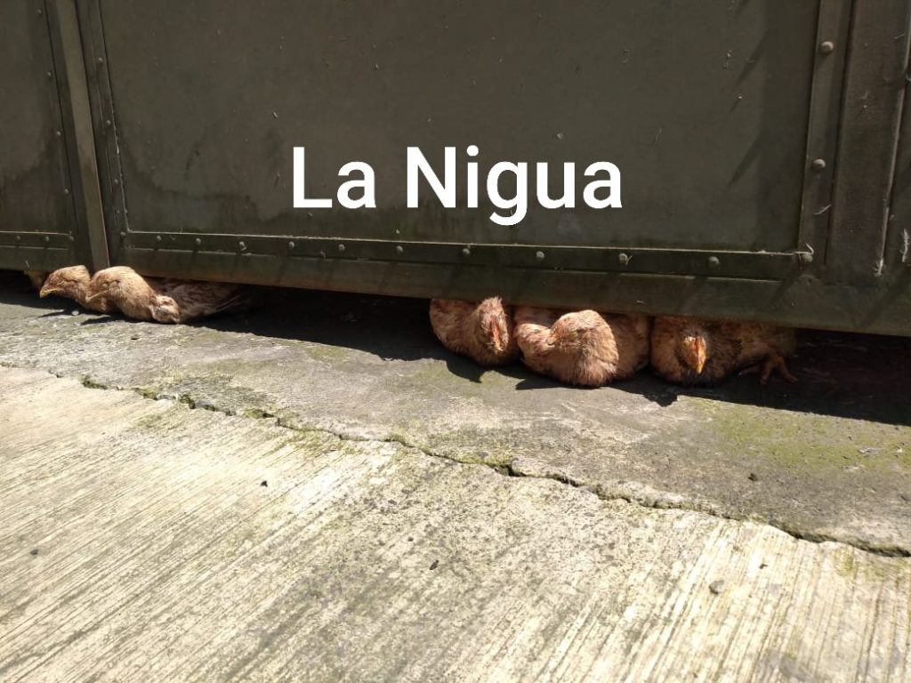 MATADERO CLANDESTINO INFESTADO DE RATAS