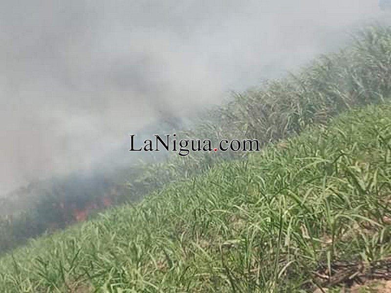 Pérdidas hasta de 3 mil millones de pesos en campo cañero.