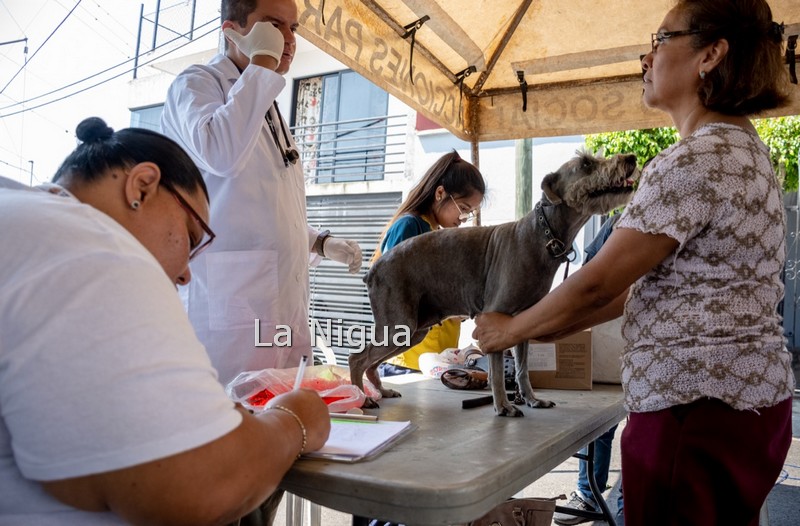 Todo un éxito segunda jornada del programa “Centro de Bienestar Animal (CBA) en tu Colonia”