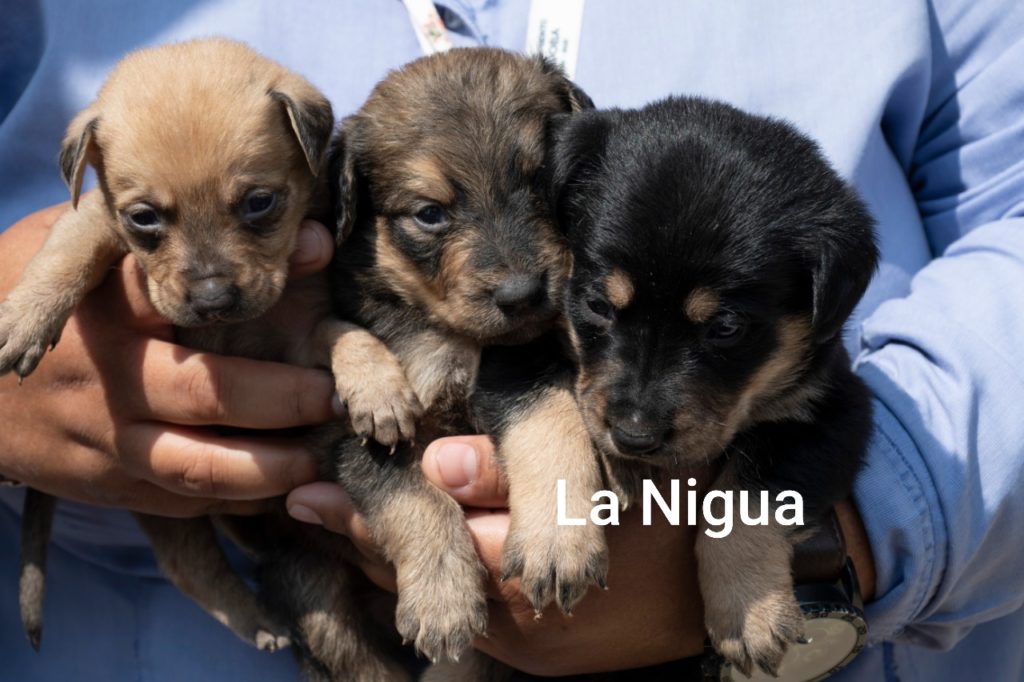 Mascotas de compañía rescatados de albergue en Córdoba están fuera de peligro