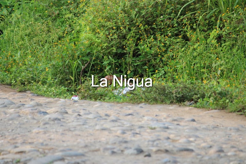 Encuentran degollado en Martínez de la Torre