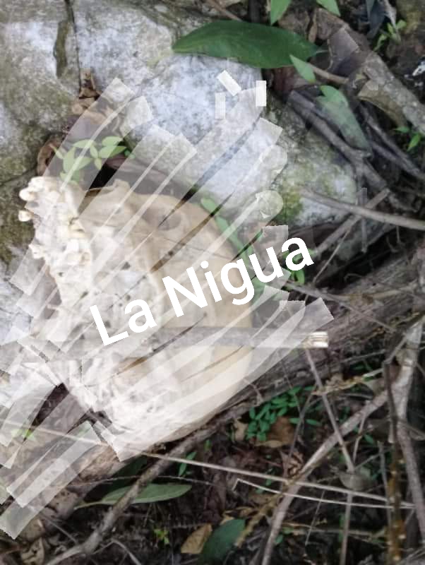 Con publicación anónima en redes dan ubicación de osamenta.