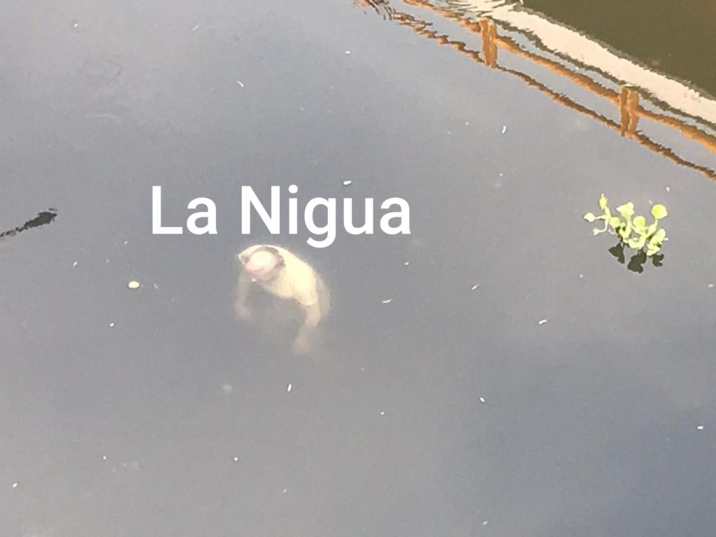 Encuentran cadáver flotando en el río La Antigua