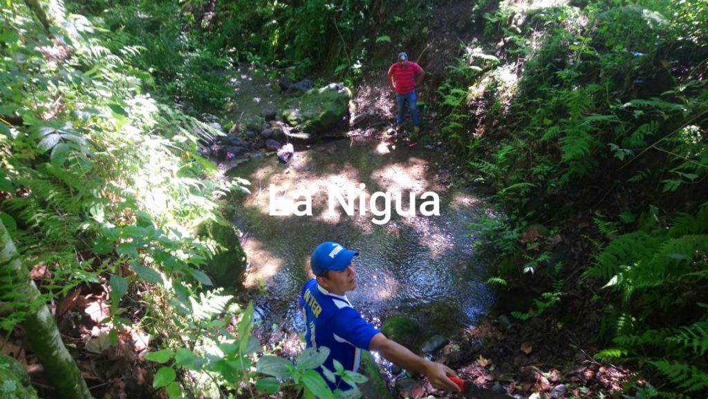 PLANTAN ÁRBOLES Y DAN MANTENIMIENTO A ÁREAS DE CONSERVACIÓN