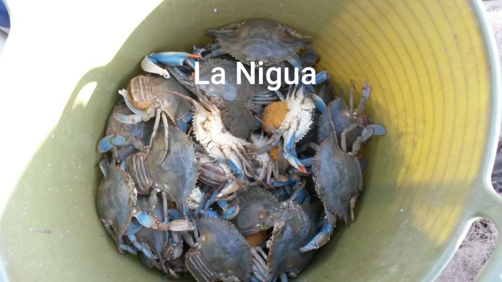 Disminuye población del cangrejo azul en la costa de Los Tuxtlas por captura indiscriminada de la especie