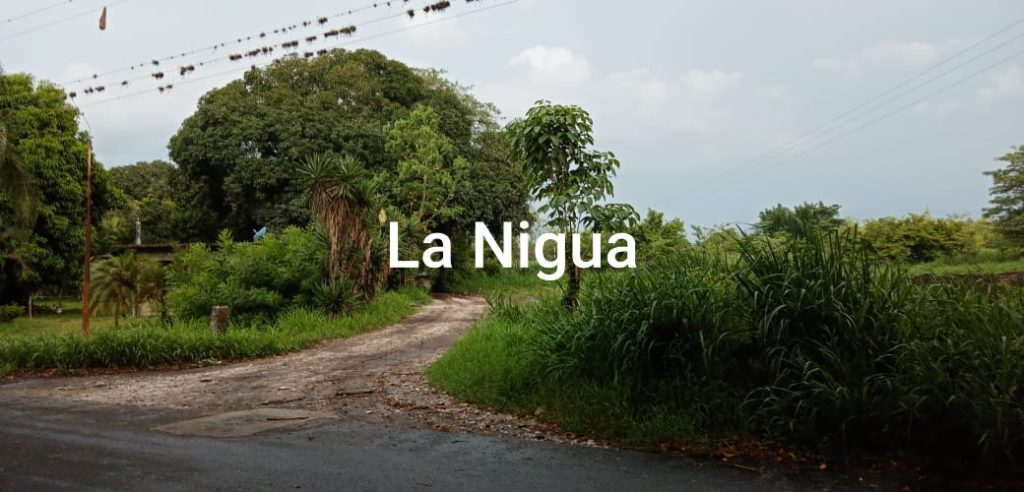 Hallan 3 cadáveres en estado de descomposición