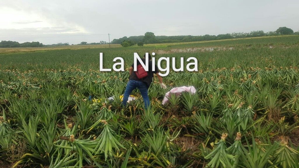 Cae rayo en piñal y mata a dos personas