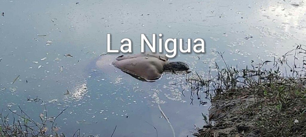 Hallan cuerpo flotando en un río del municipio Espinal