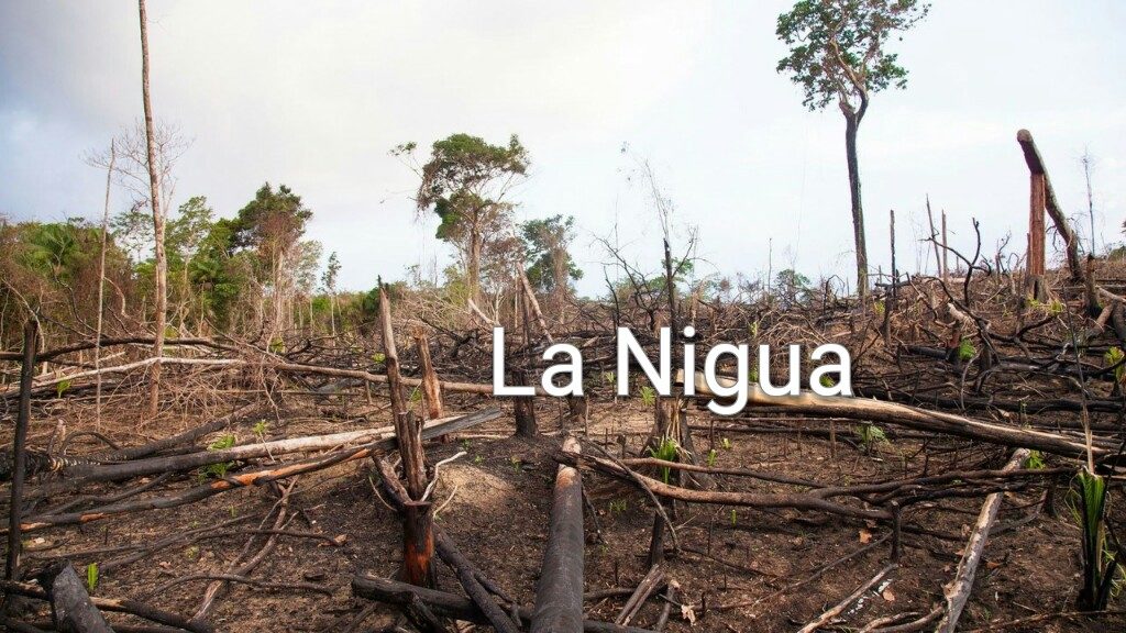 Alertan por saqueo clandestino de madera y trabajos de extracción de piedra de roca basáltica en la Biosfera de Los Tuxtlas