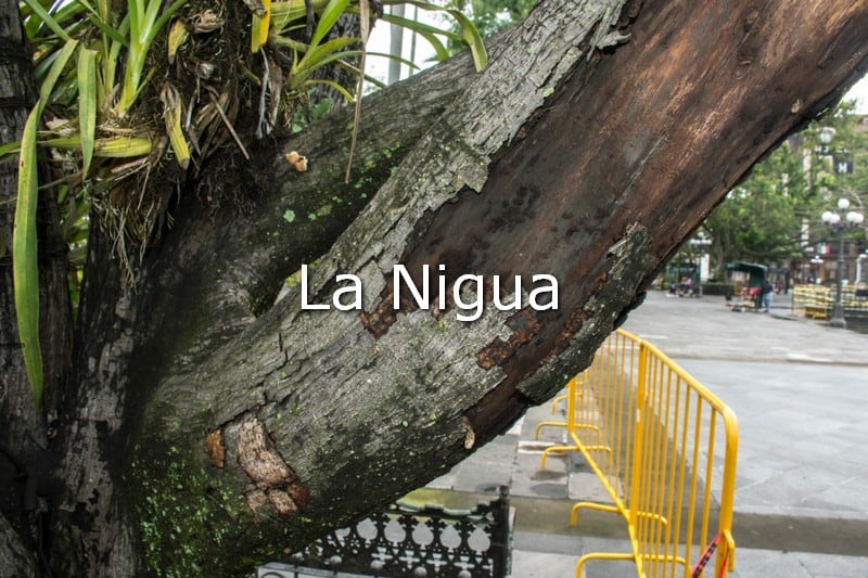 Supervisan salud de árboles del parque 21 de mayo