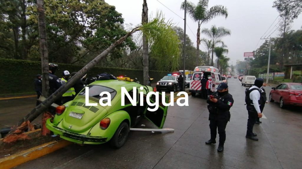 Choca vocho contra palmeras