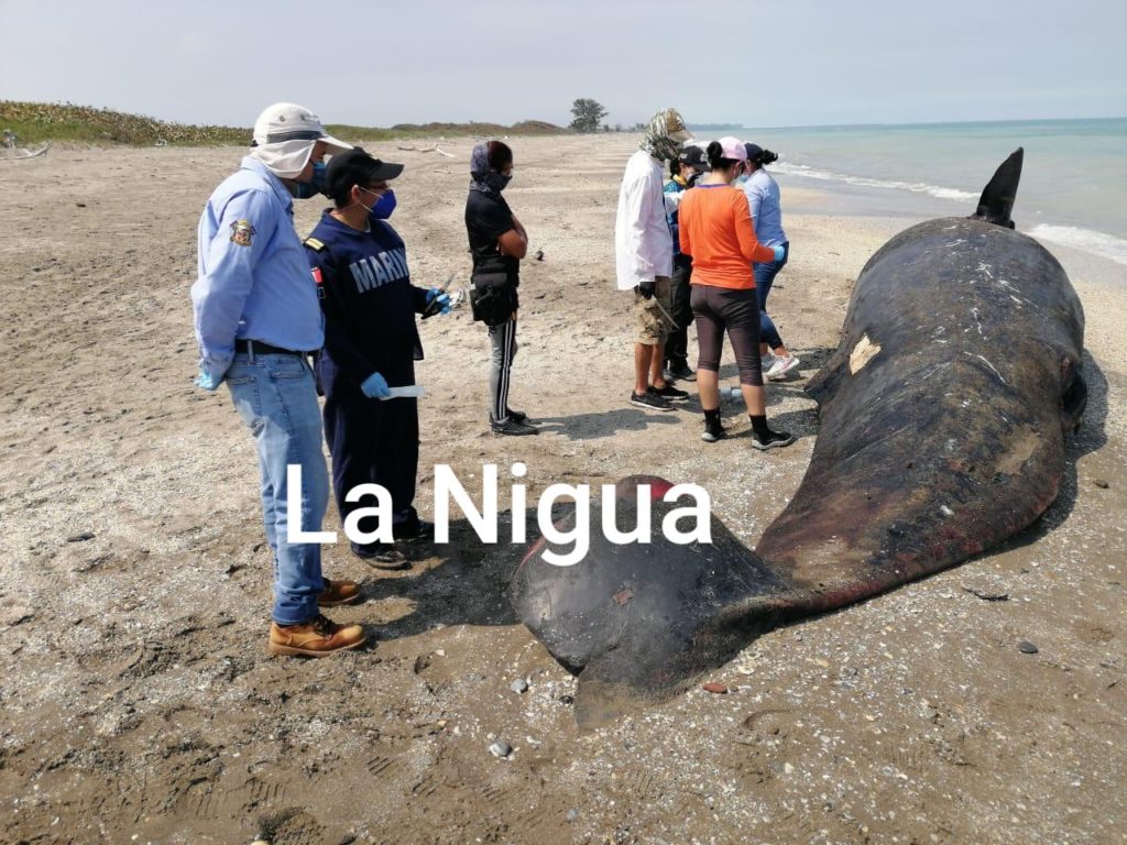 Localizan a cachalote muerto en playas de Tuxpan