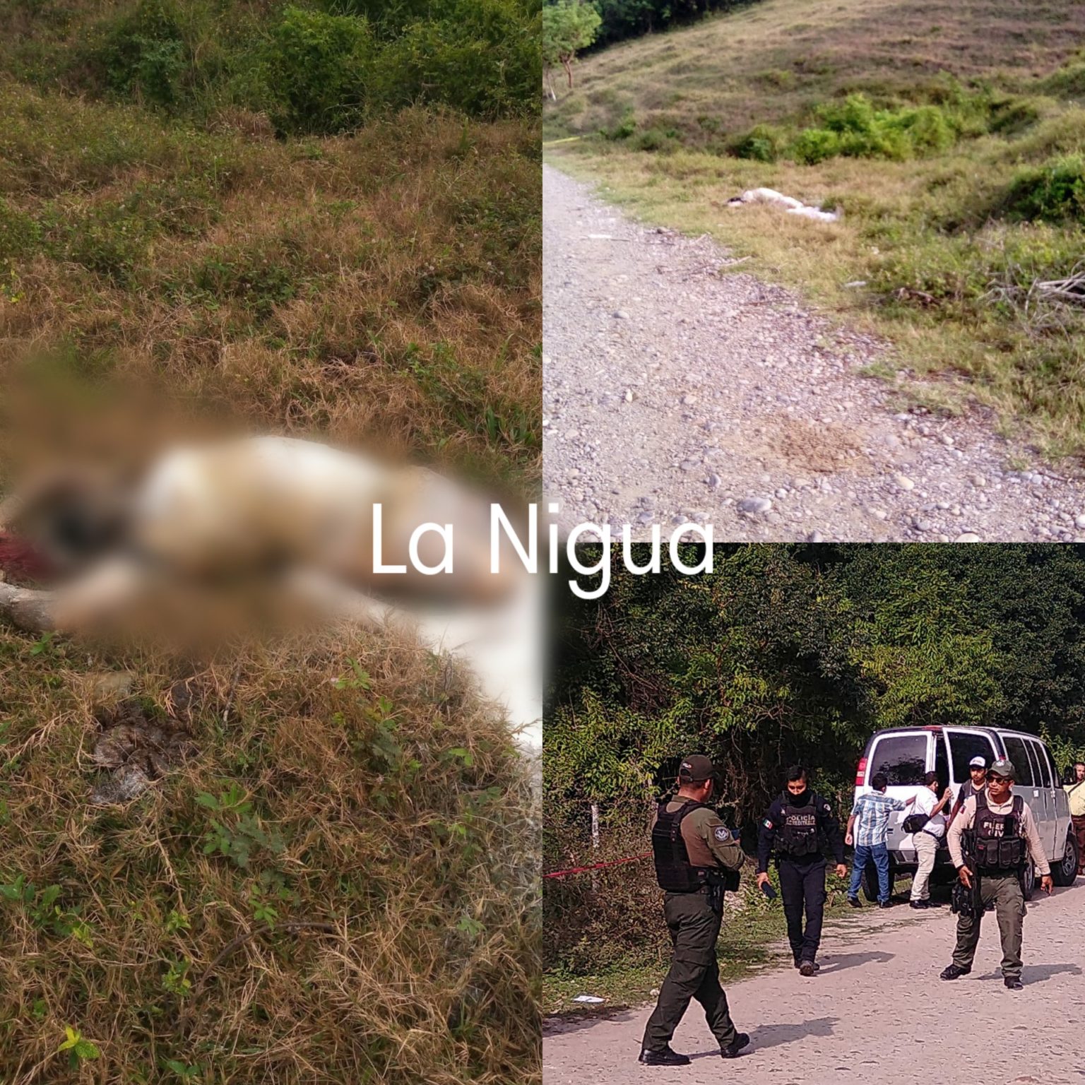 Localizan restos de una mujer descuartizada en Papantla