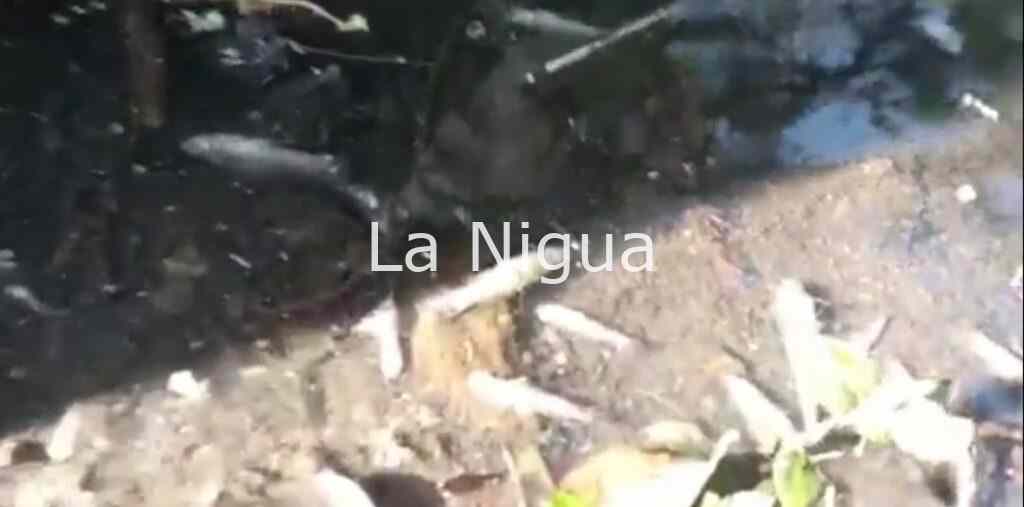 Se desconoce sanción de PMA a empresa que contaminó arrollo de Los Ameyales.