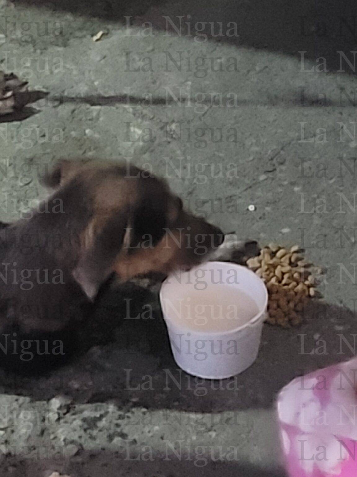 La croqueta, recibe auxilio de la gente