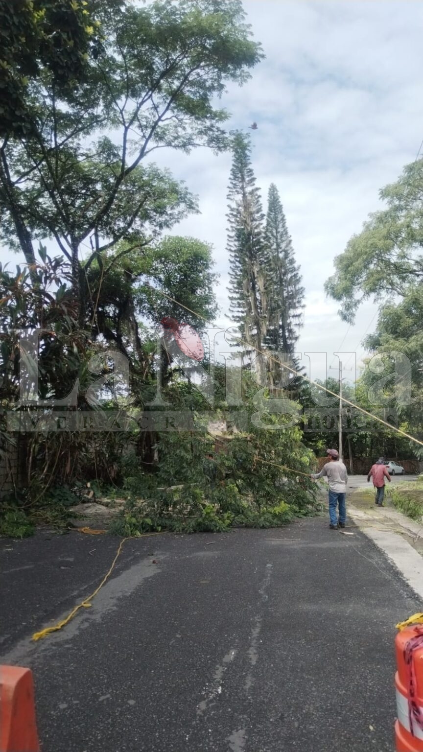 Cierre Temporal del Camino de “Fortín Viejo” para Retiro de Árbol