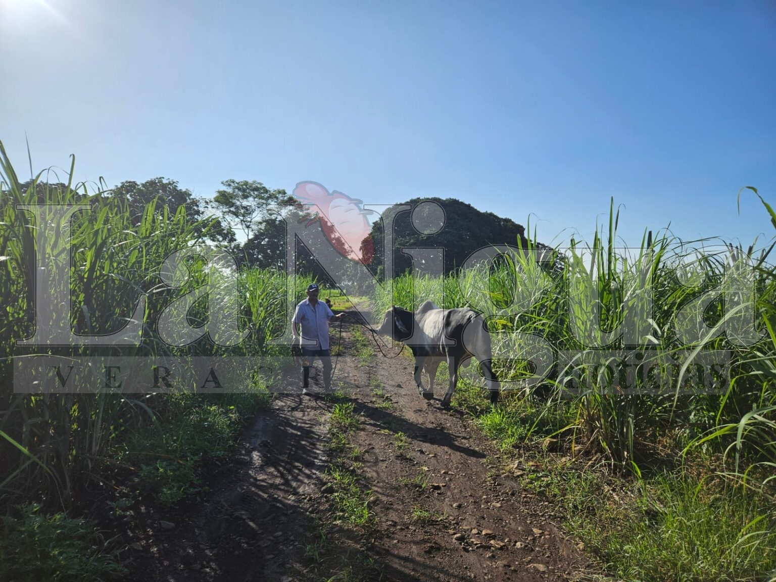 DEVUELVEN TORO DE CEBÚ TRAS ALERTA DE ROBO