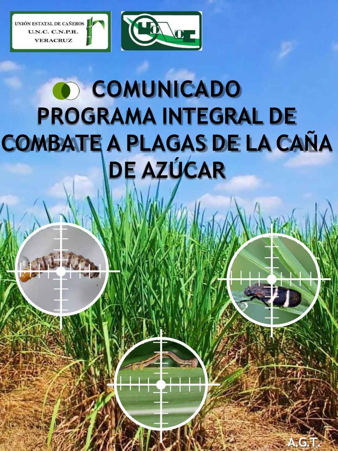 Avances en el Control de Plagas de la Caña de Azúcar en Veracruz