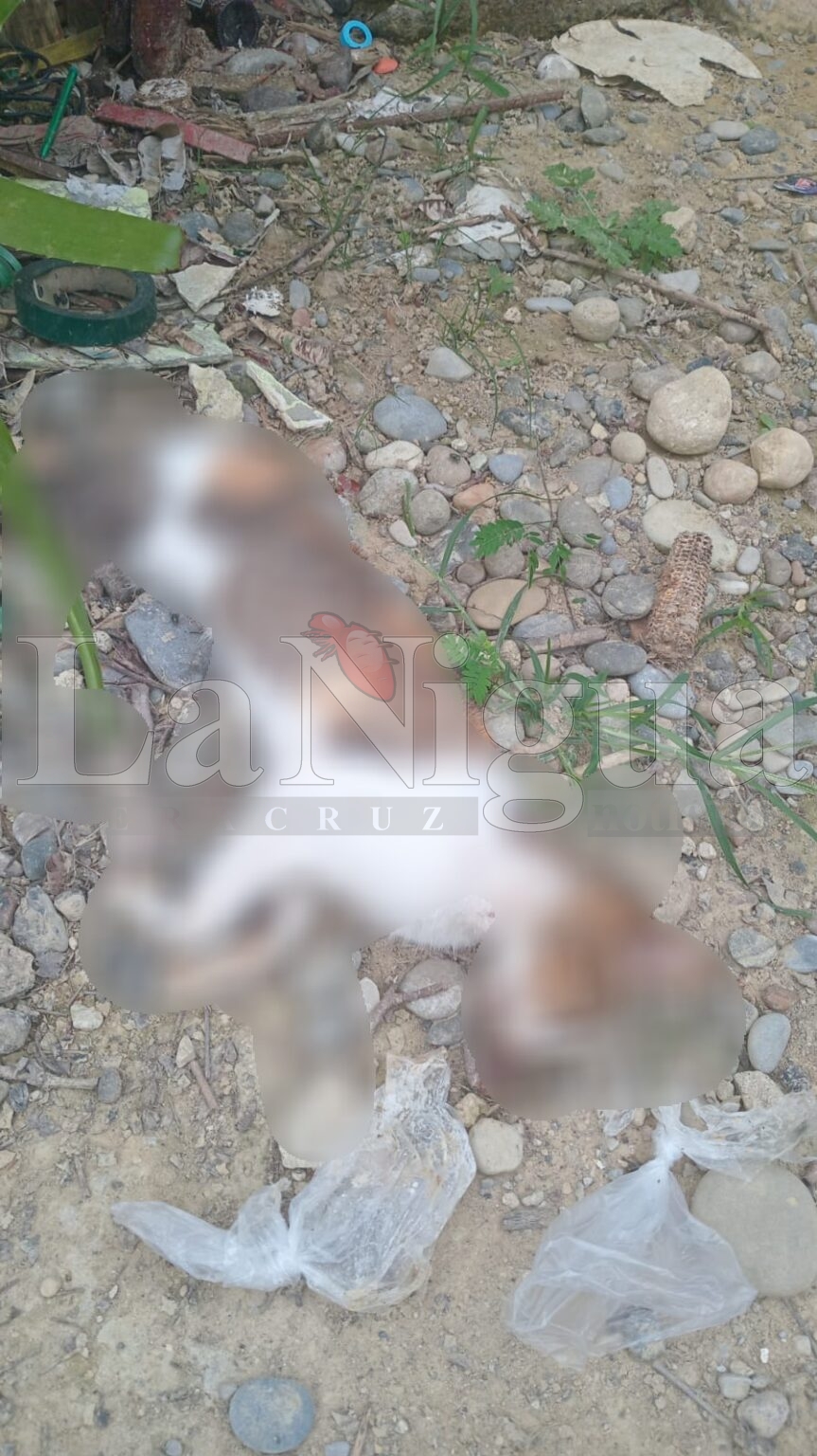 Reportan envenenamiento de mascotas en colonias de Papantla