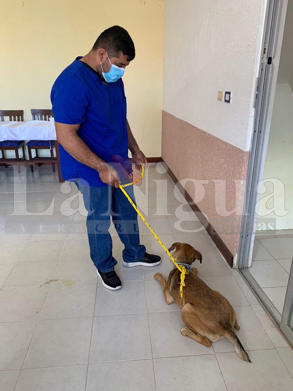 Realizan jornada de esterilización de perros y gatos en Las Choapas.