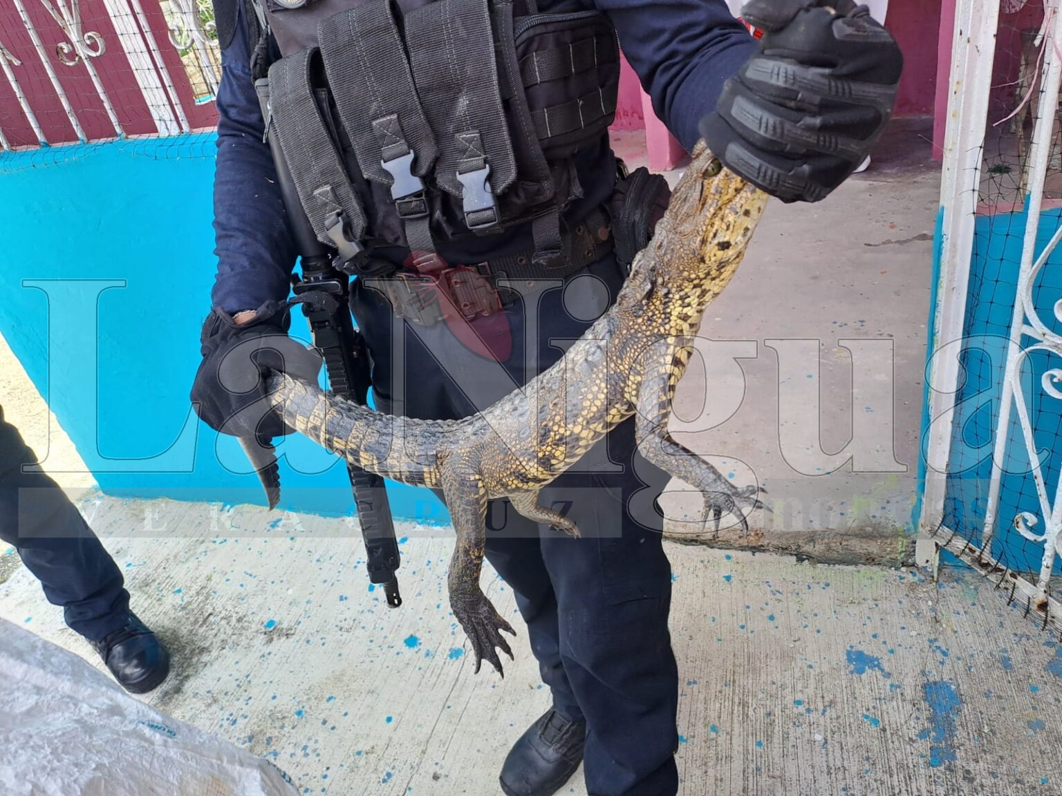 Capturan lagarto en la colonia Tiburoneros de Las Choapas