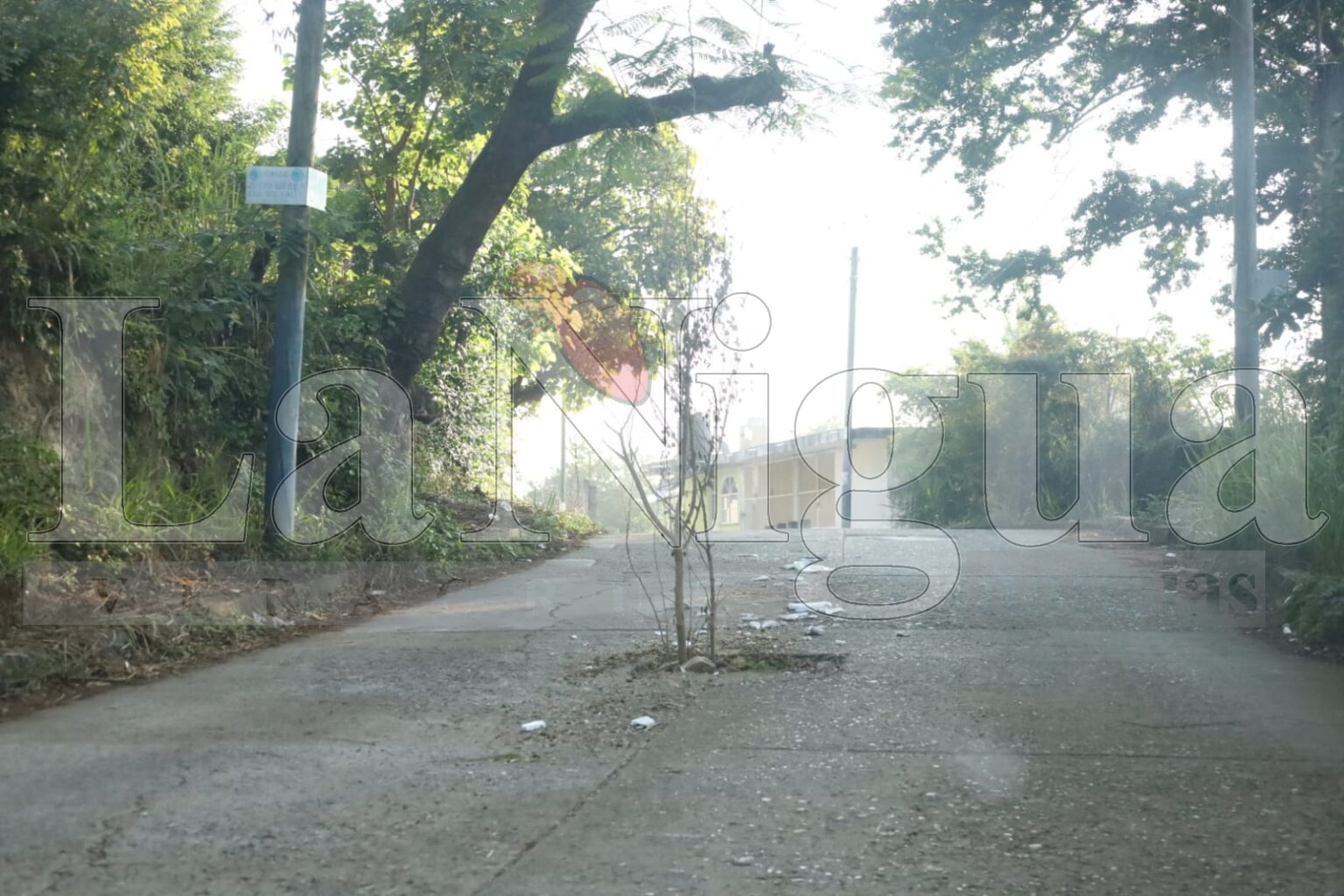 En Tantoyuca siembran arbolito navideño en los bache.