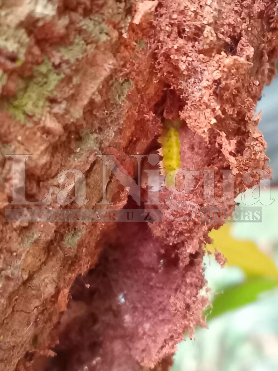 Plaga de gusano Acharia Pauper se extiende a otros municipios: piden apoyo de gobierno Estatal para combatirlo.