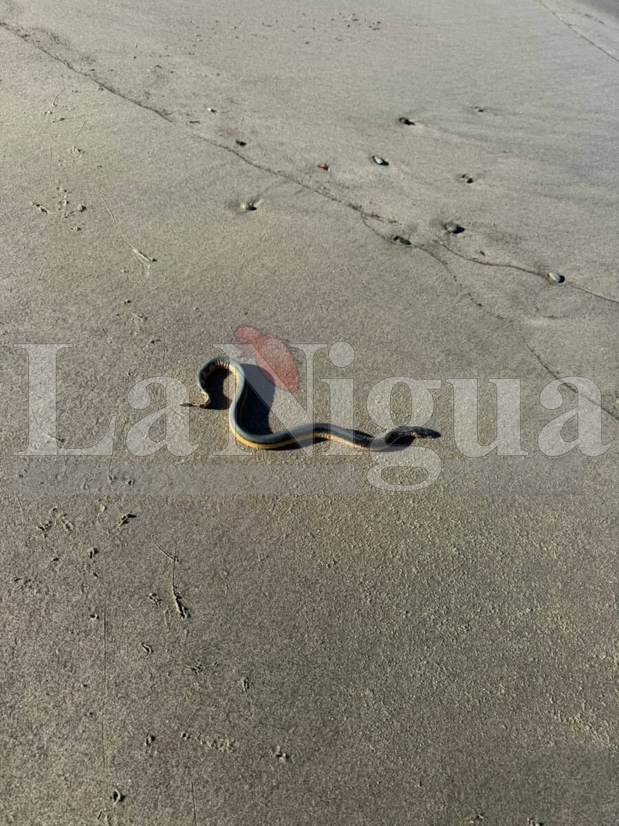 Siguen apareciendo serpientes marinas venenosas en playas de Salina Cruz y Tehuantepec Oaxaca