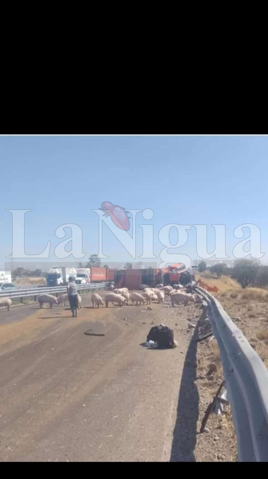 Vuelca tractocamión con ganado porcino en la autopista Veracruz-México