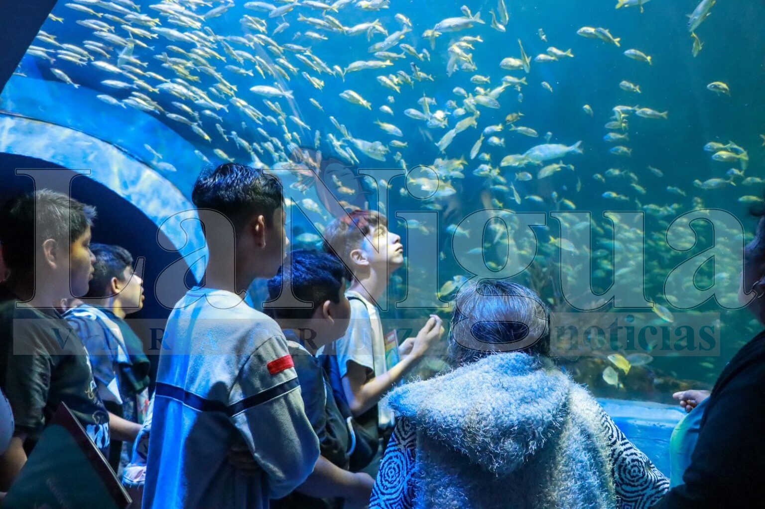 Regresan los Martes Gratis al Aquarium del Puerto de Veracruz
