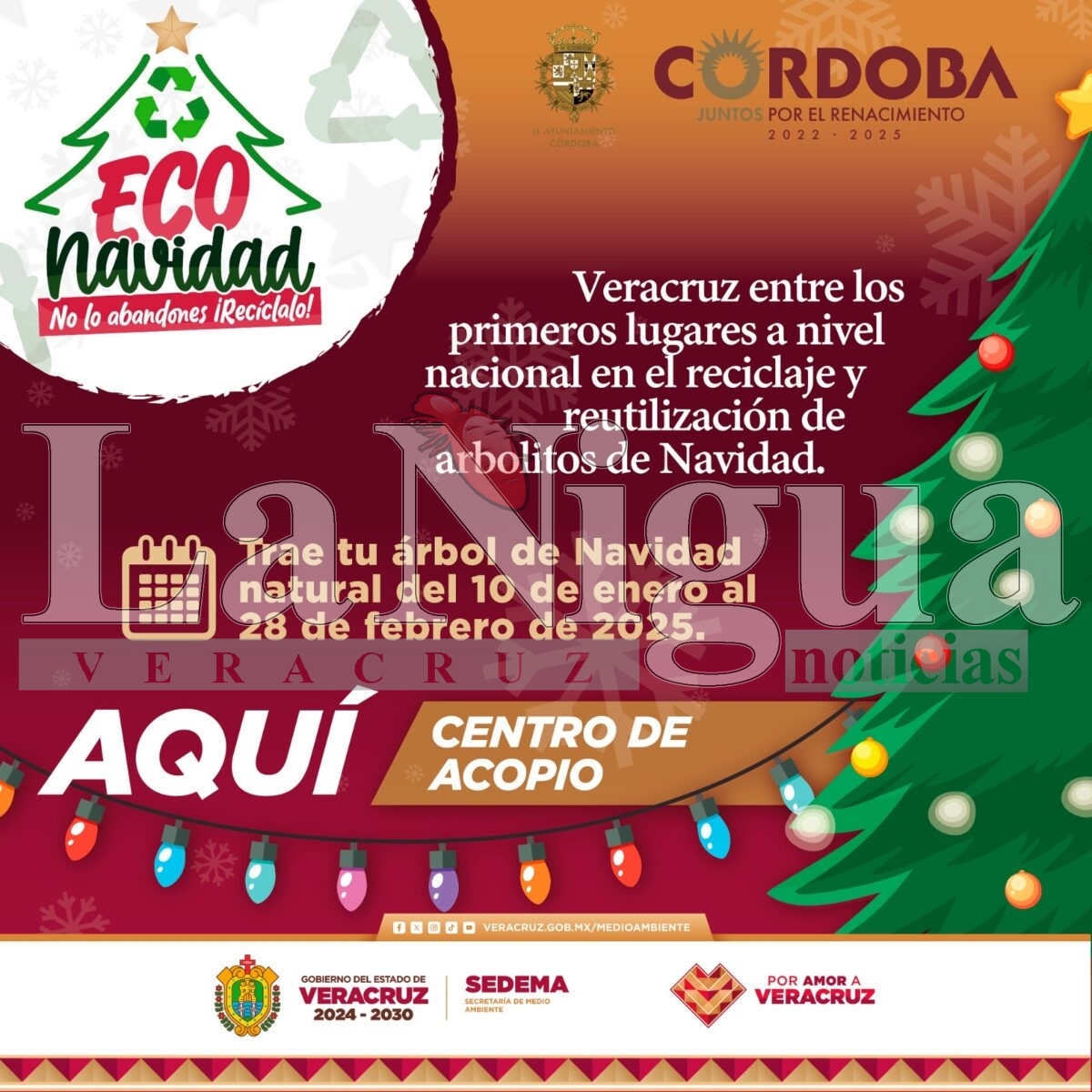 Ayuntamiento instalará centros de acopio para reciclar arbolitos navideños