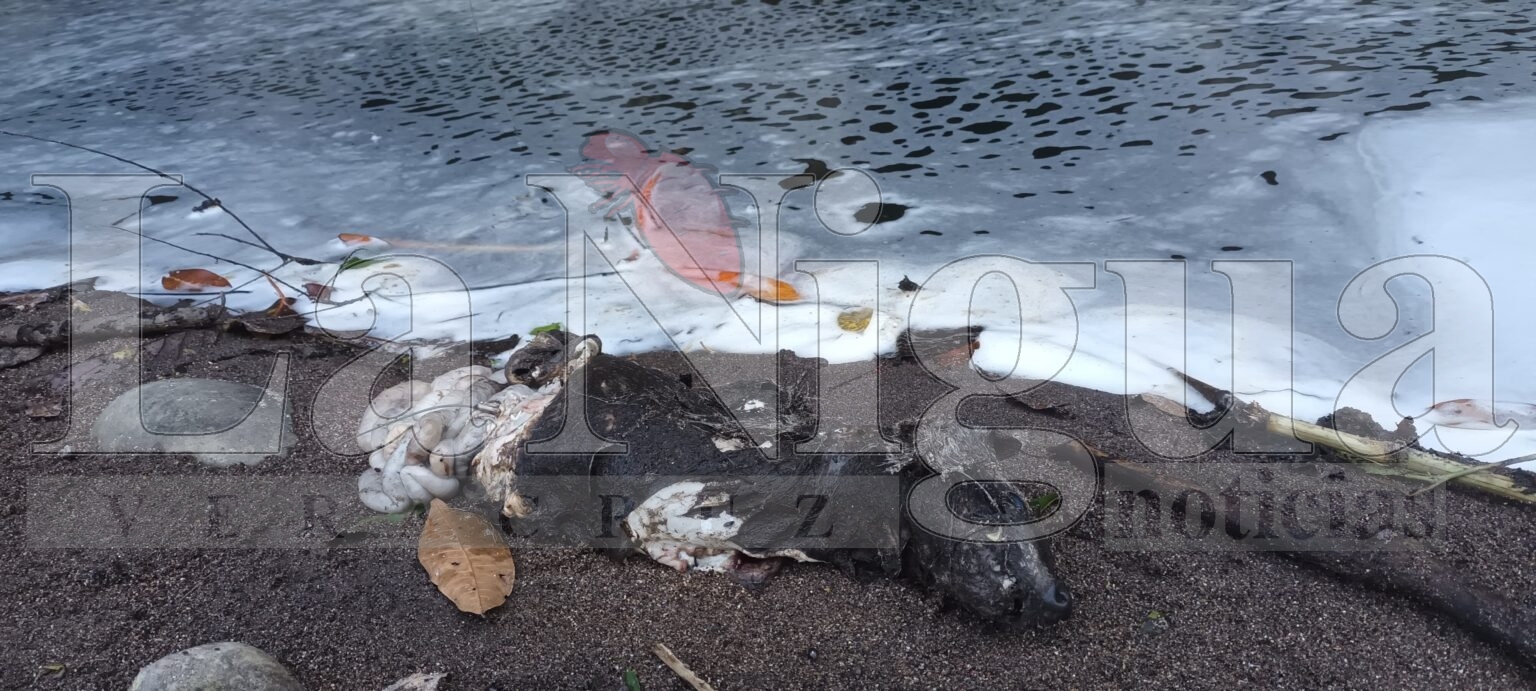 Empeora el agua del Jamapa/ Chiquihuite